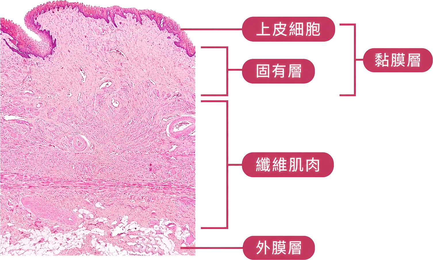 陰道壁組織構造